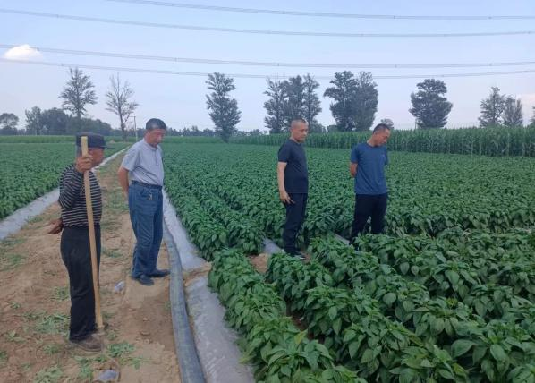 公司李總深入田間考察了解青紅椒基地種植情況